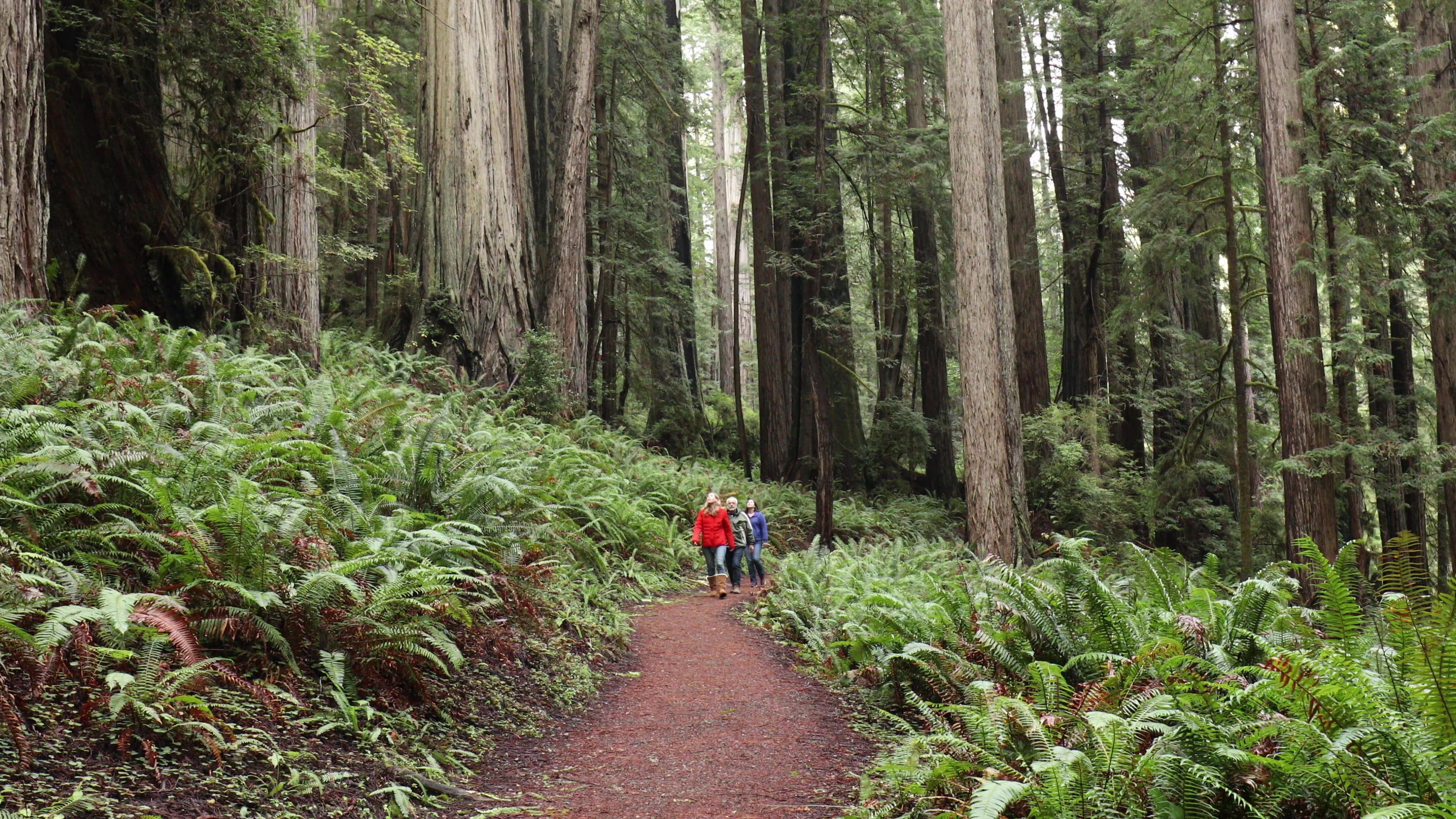 Hiking in the Redwoods
