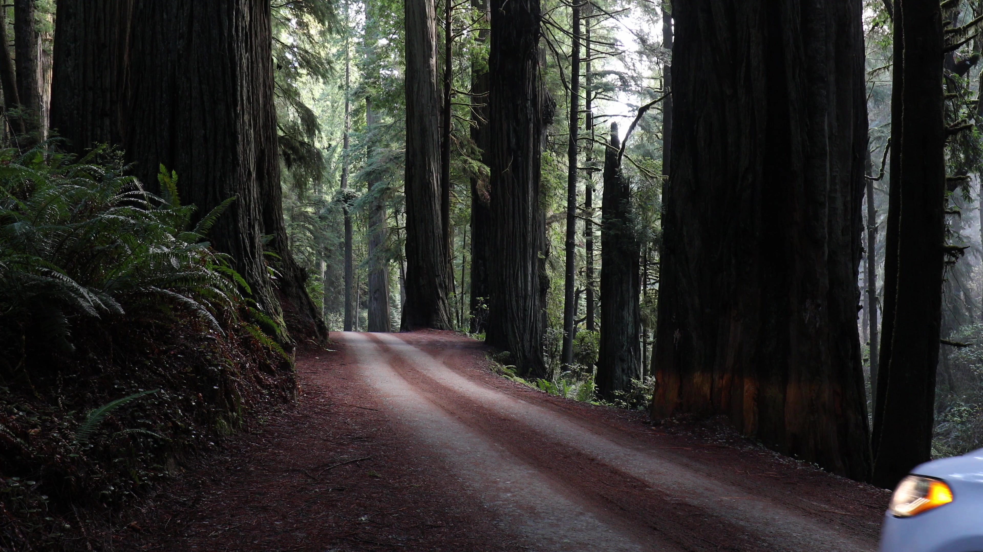Car Drives through Redwoods