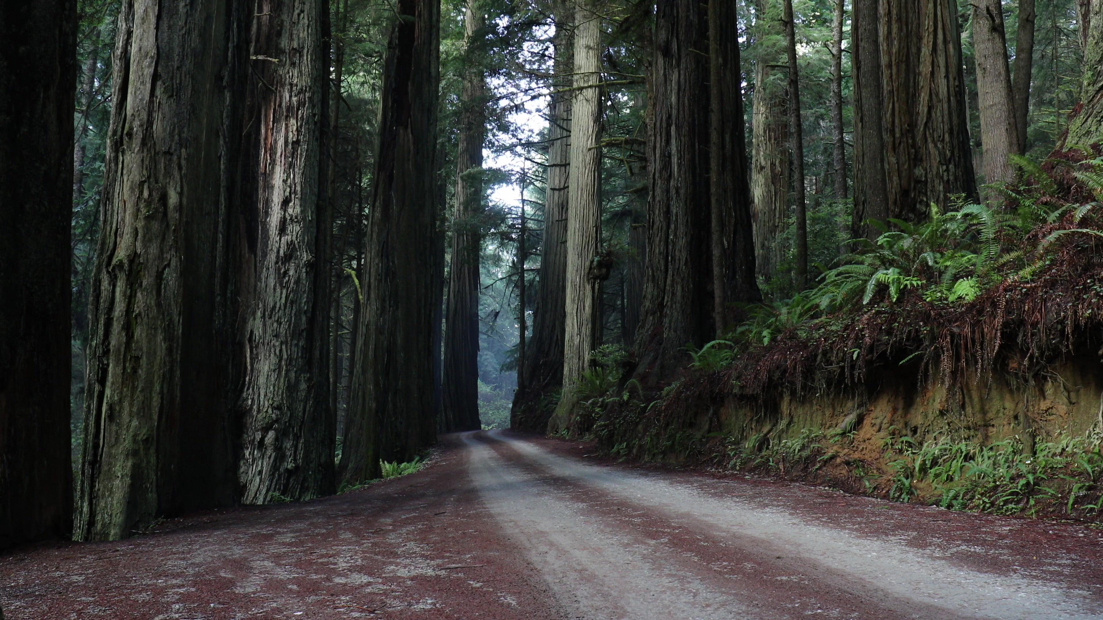Read through the Redwoods