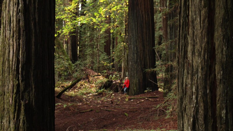 Redwoods — United States, Scenic, California, Redwoods, Trees