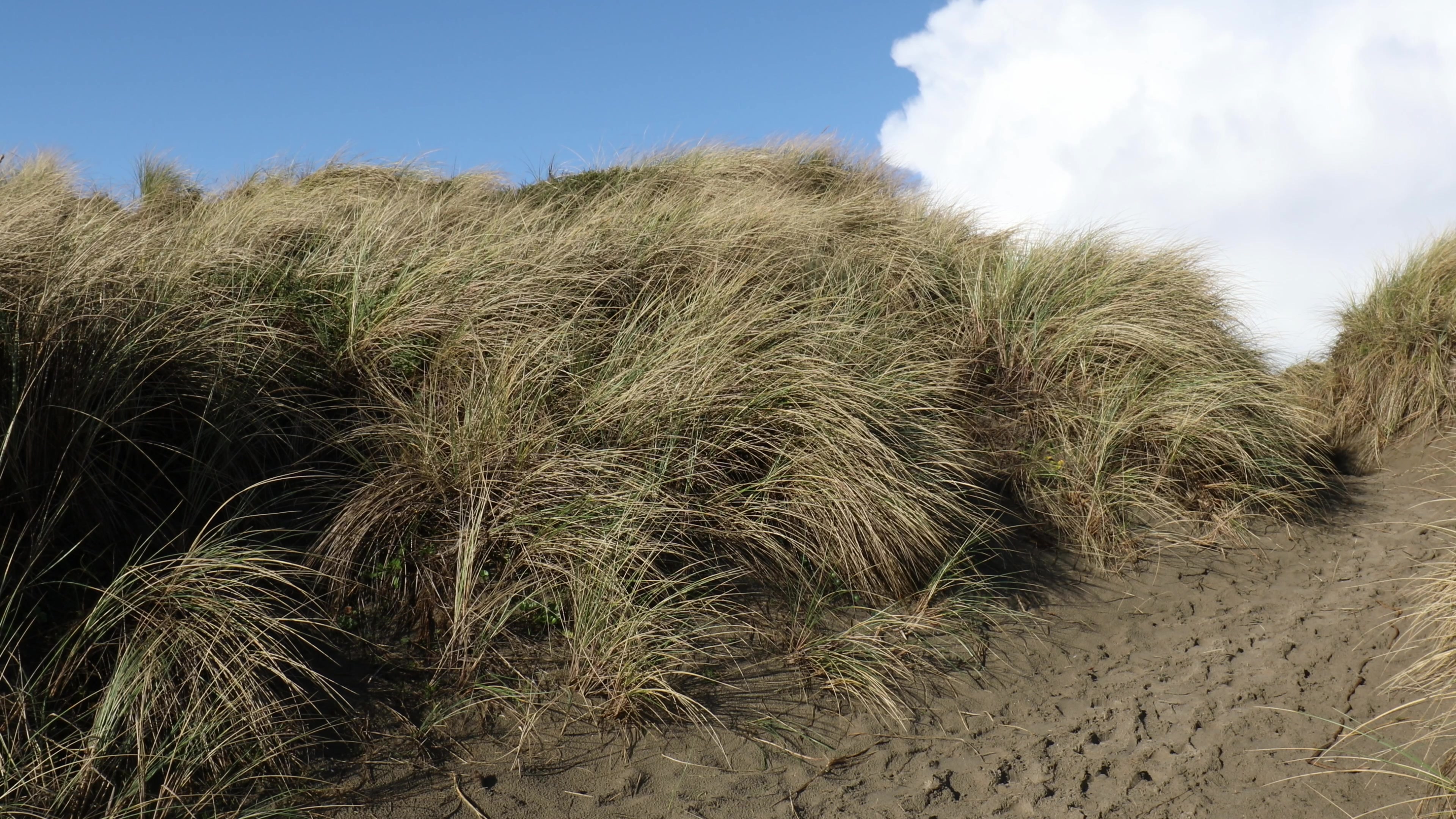 Beach Grass