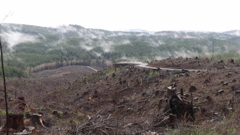 Clearcut Logging — Clearcut in Oregon, Wide Shot. — United States, Scenic