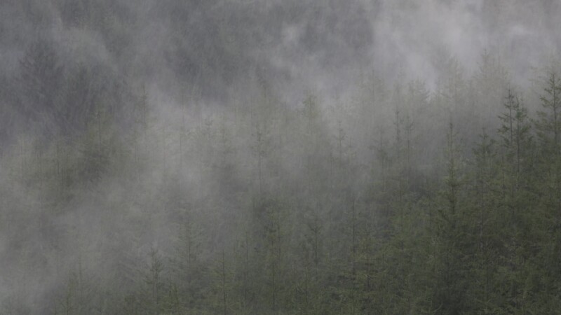 Rain in the Forest — United States, Scenic