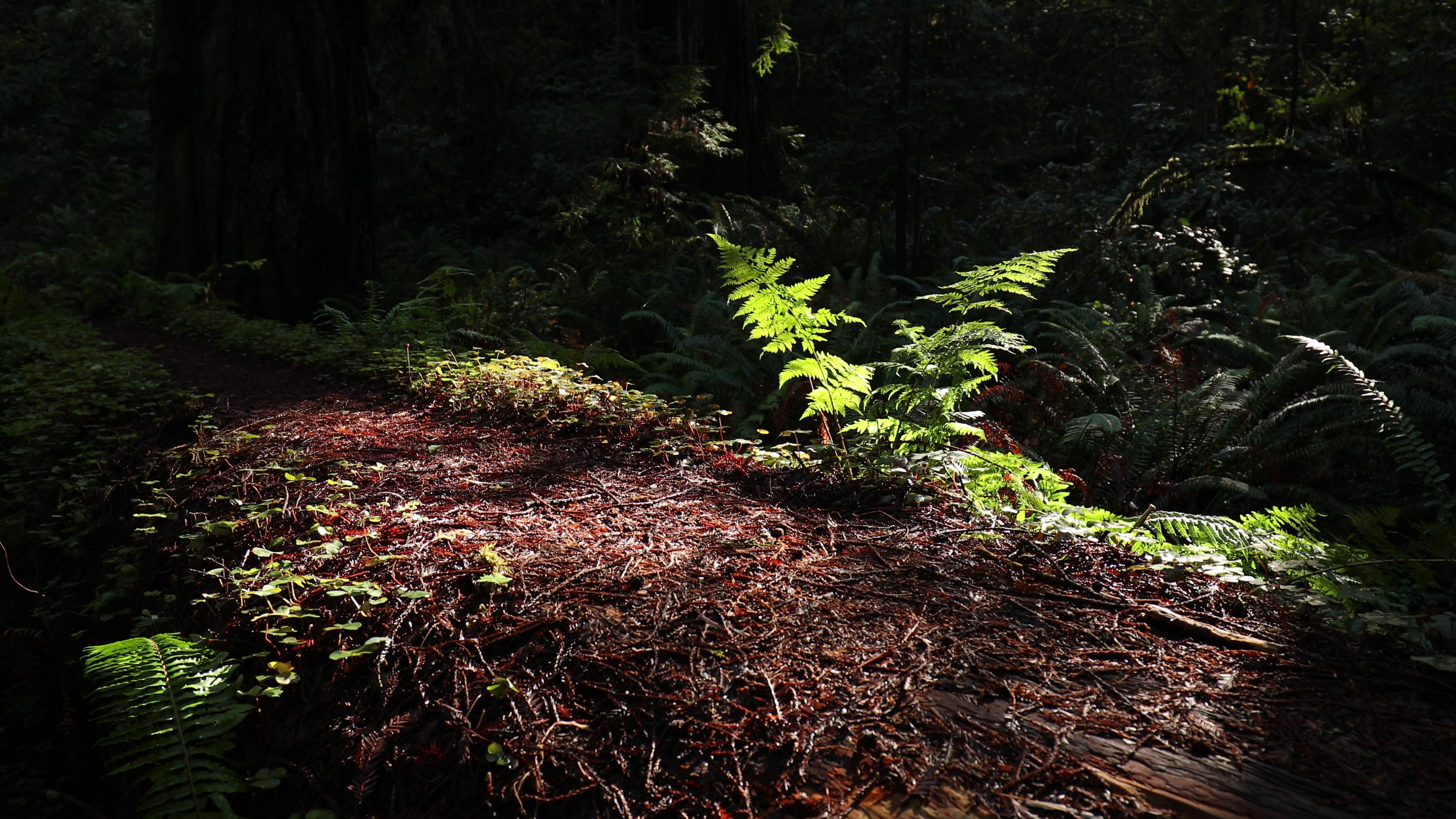 Sunlight on a Fern