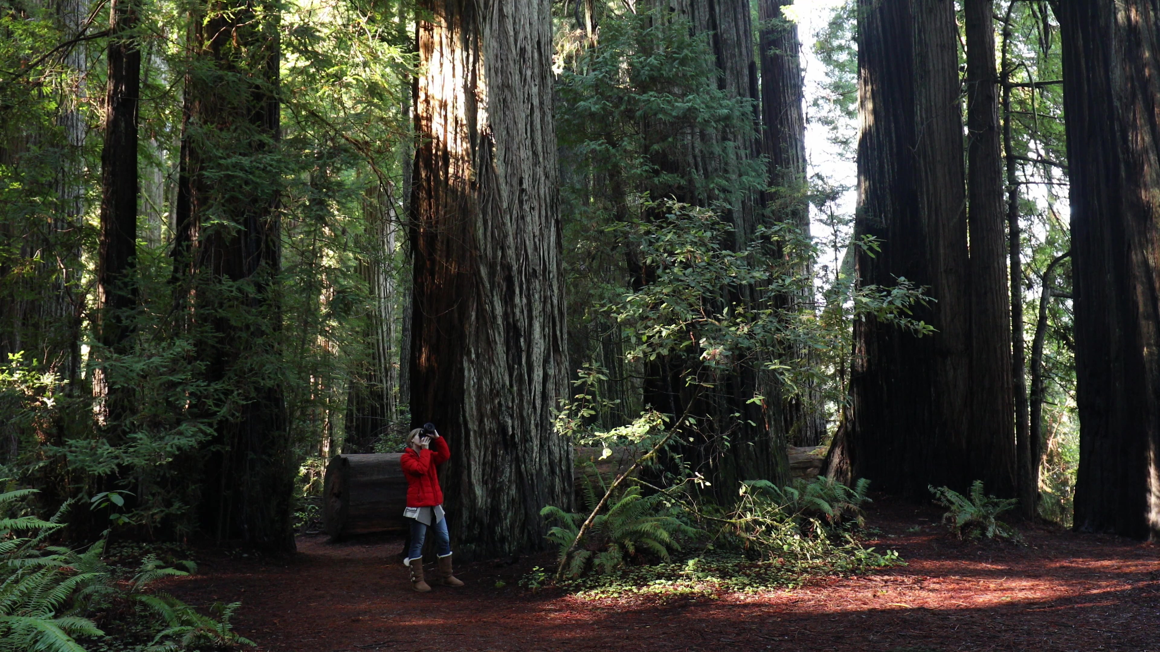 Photographing the Redwoods