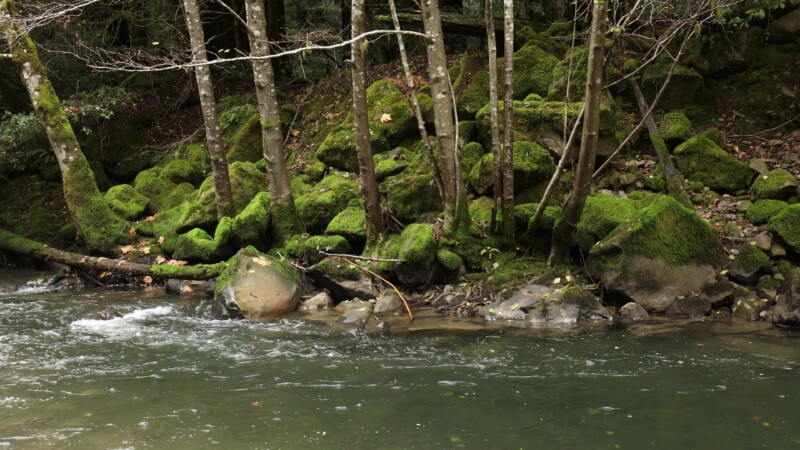 River in the Redwoods