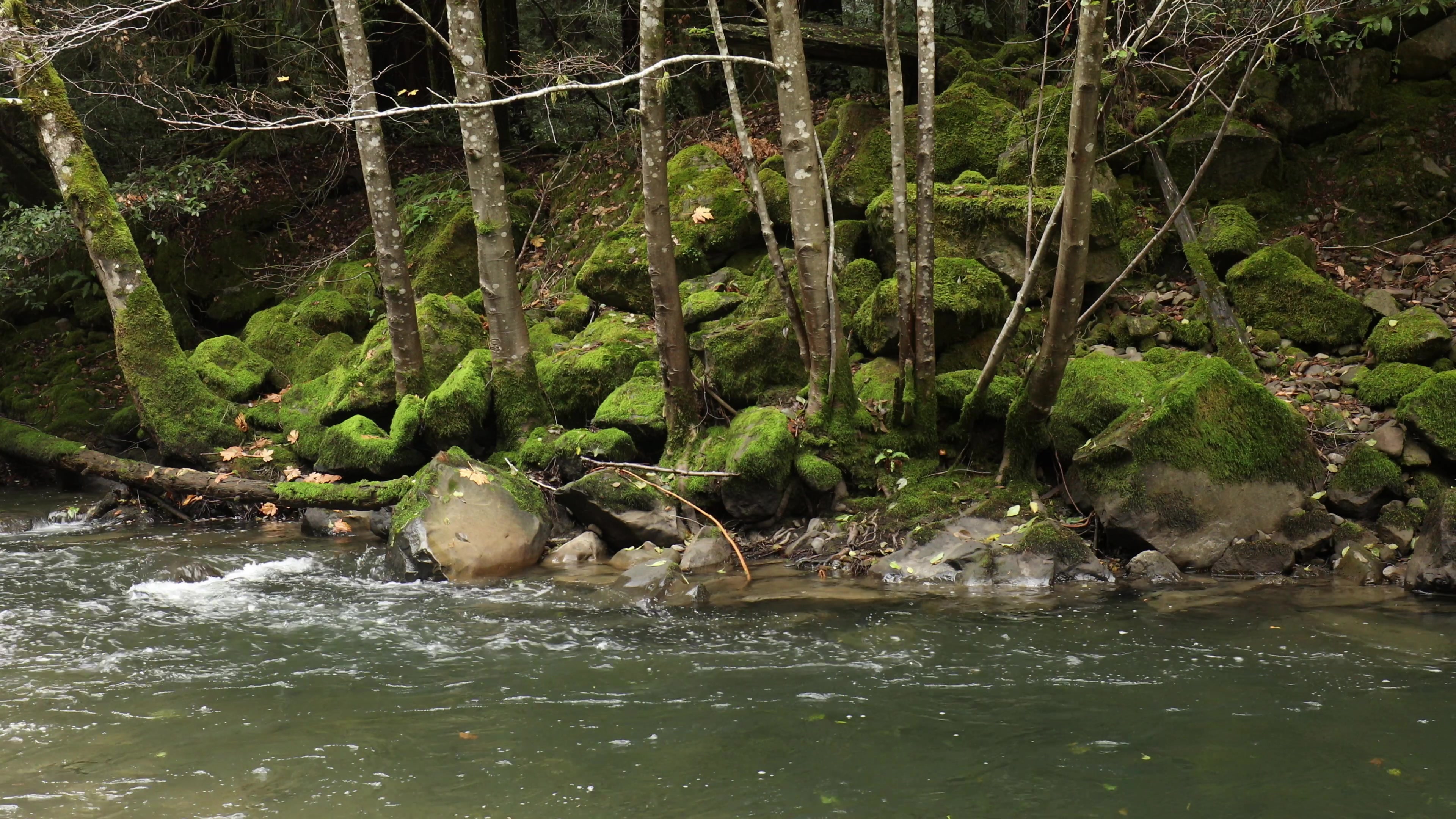 River in the Redwoods