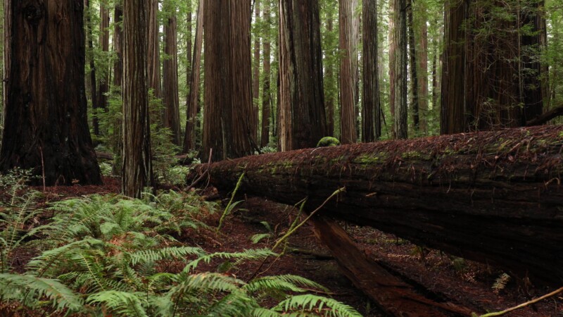 Fallen Giant — United States, Scenic, California, Redwoods, Trees