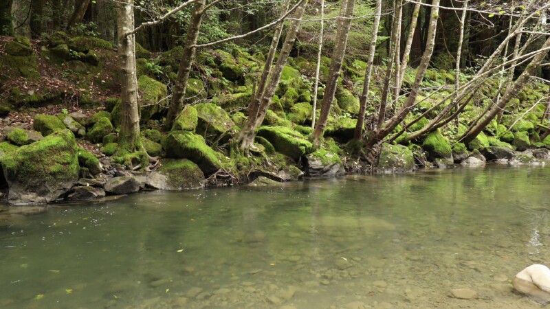 River in the Redwoods — United States, Scenic