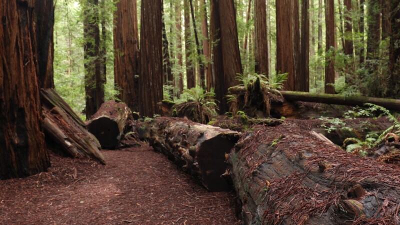 Redwoods — United States, Scenic, California, Redwoods, Trees