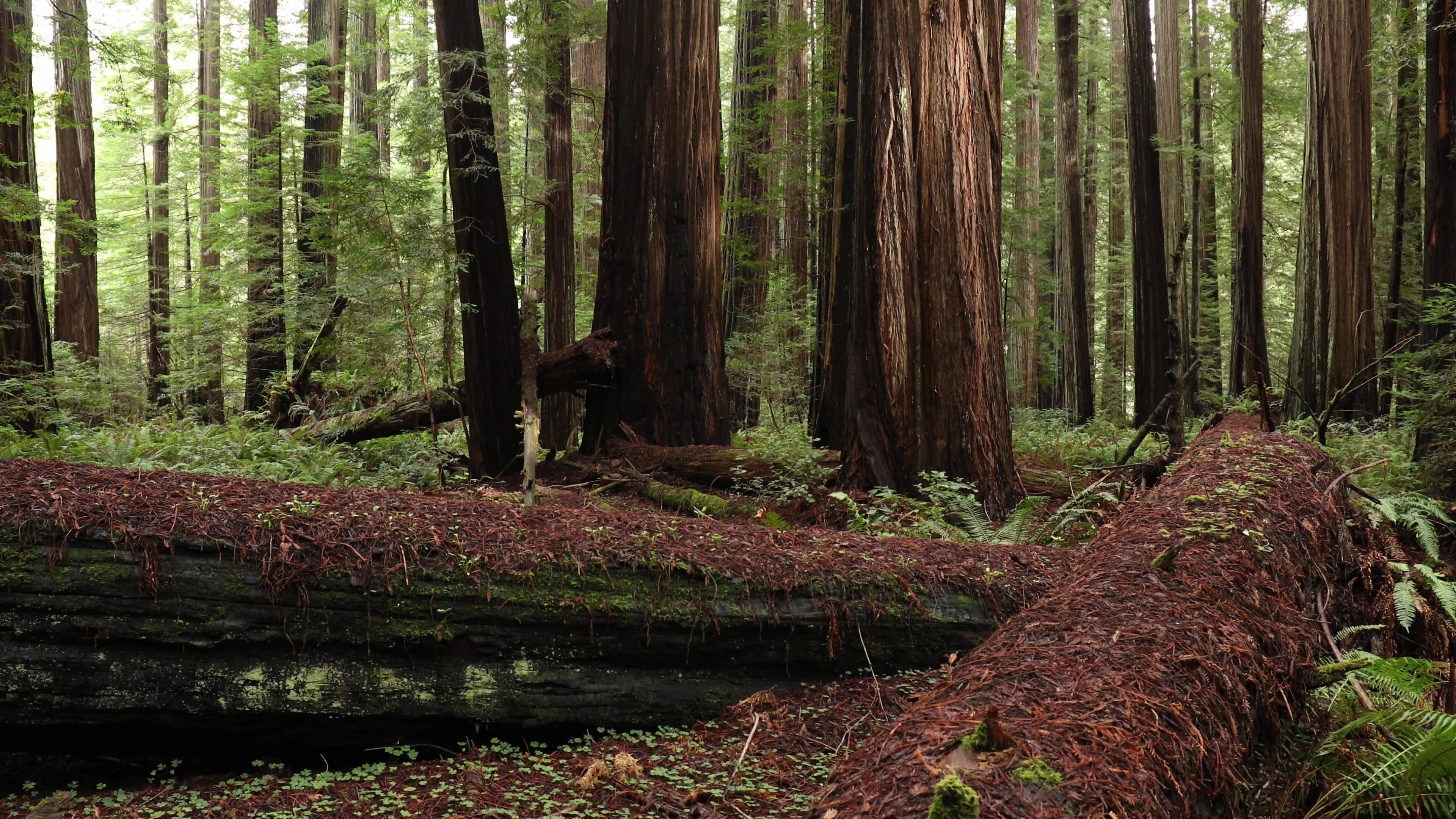 Redwood Forest