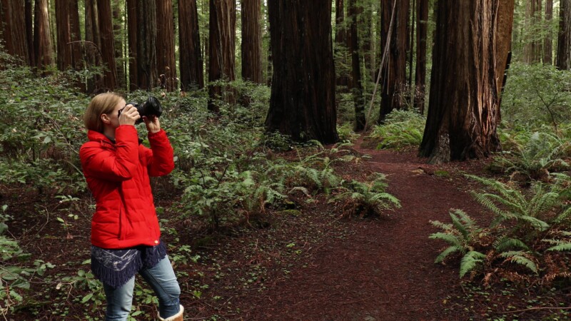 Photographing the Redwoods — United States, Scenic, California, Redwoods, Trees
