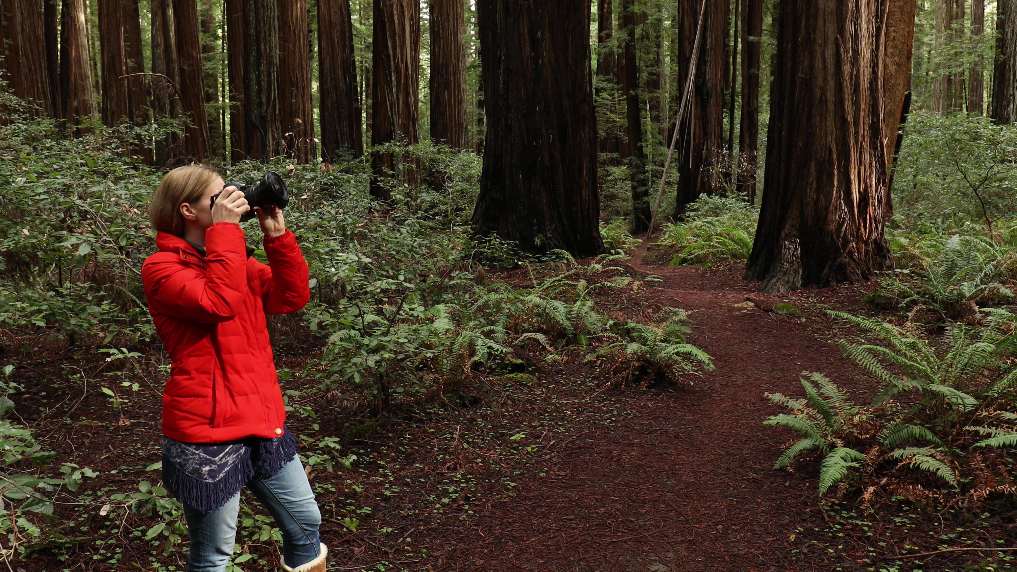 Photographing the Redwoods