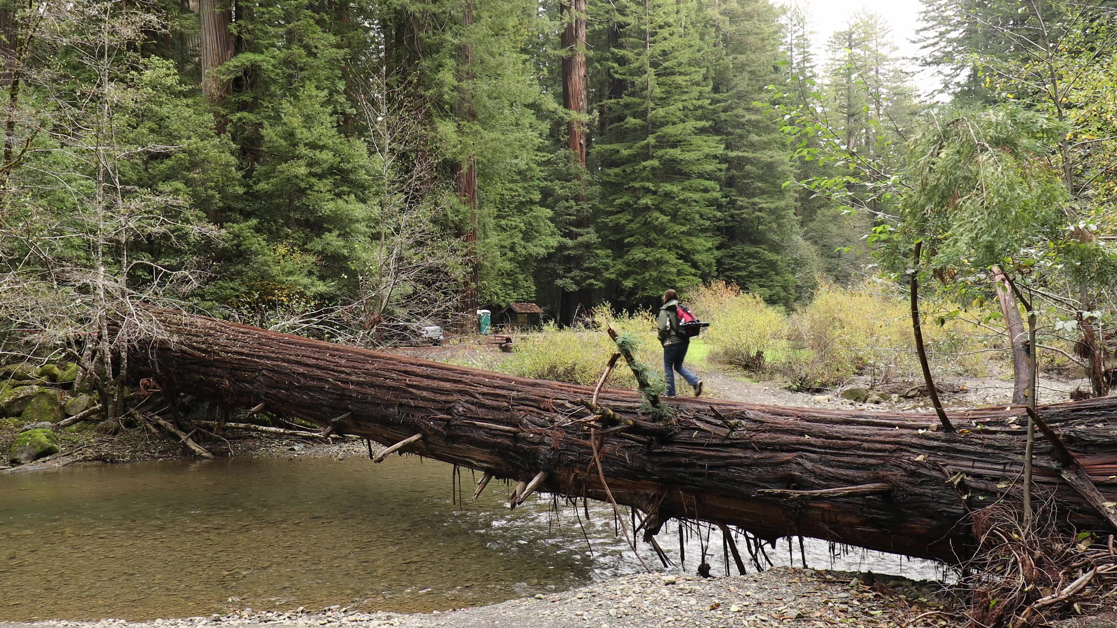 Walking on a Redwood