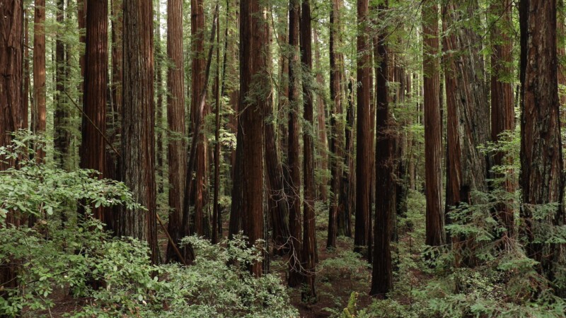 Forest in California — United States, Scenic, California, Redwoods, Trees