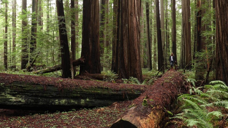 Walking on a Fallen Redwood — United States, Scenic, California, Redwoods, Trees