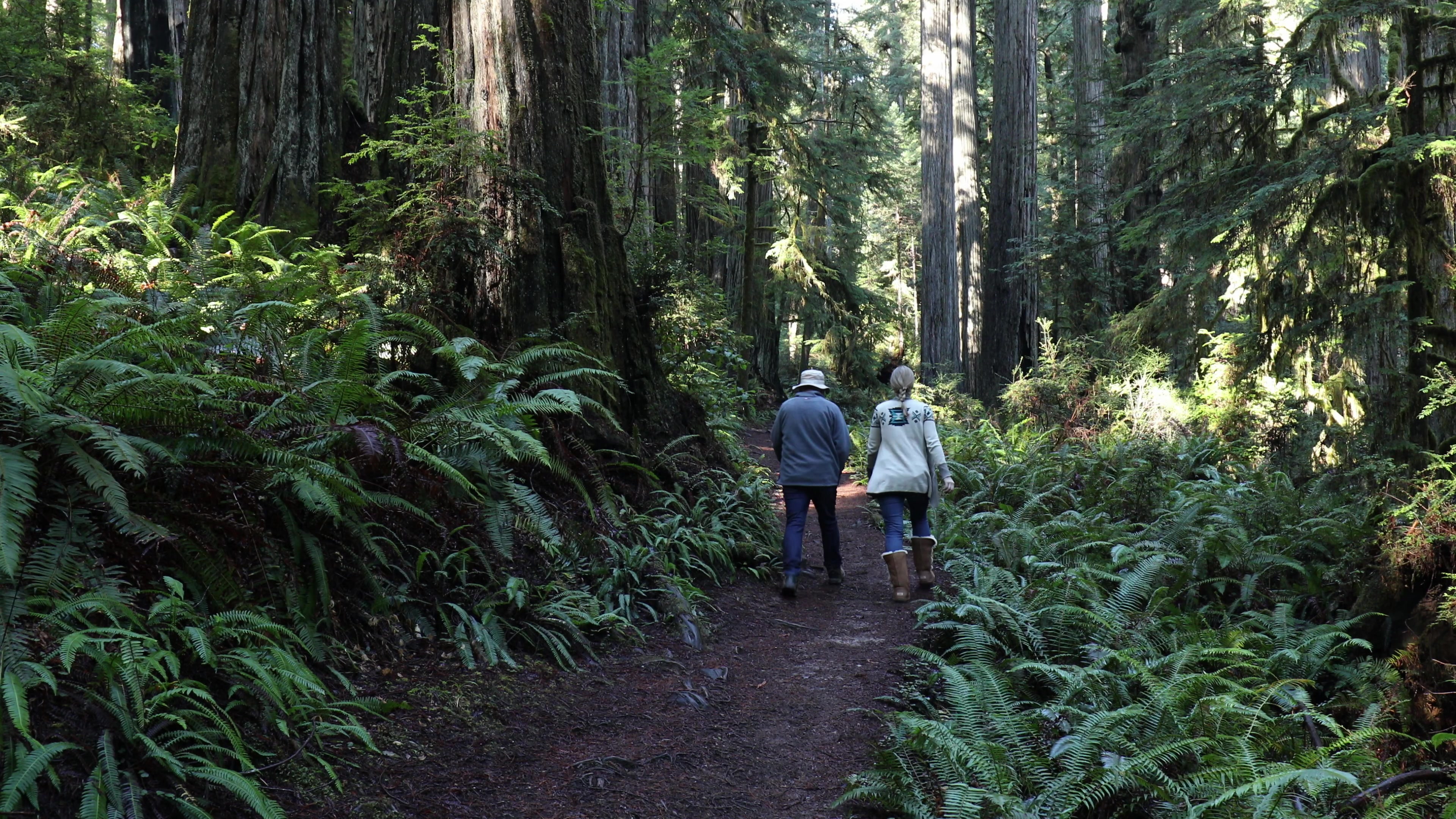 Walking through the Redwoods