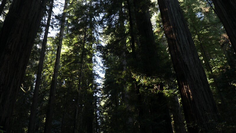 Photographing Giant Redwoods — United States, Scenic, California, Redwoods, Trees