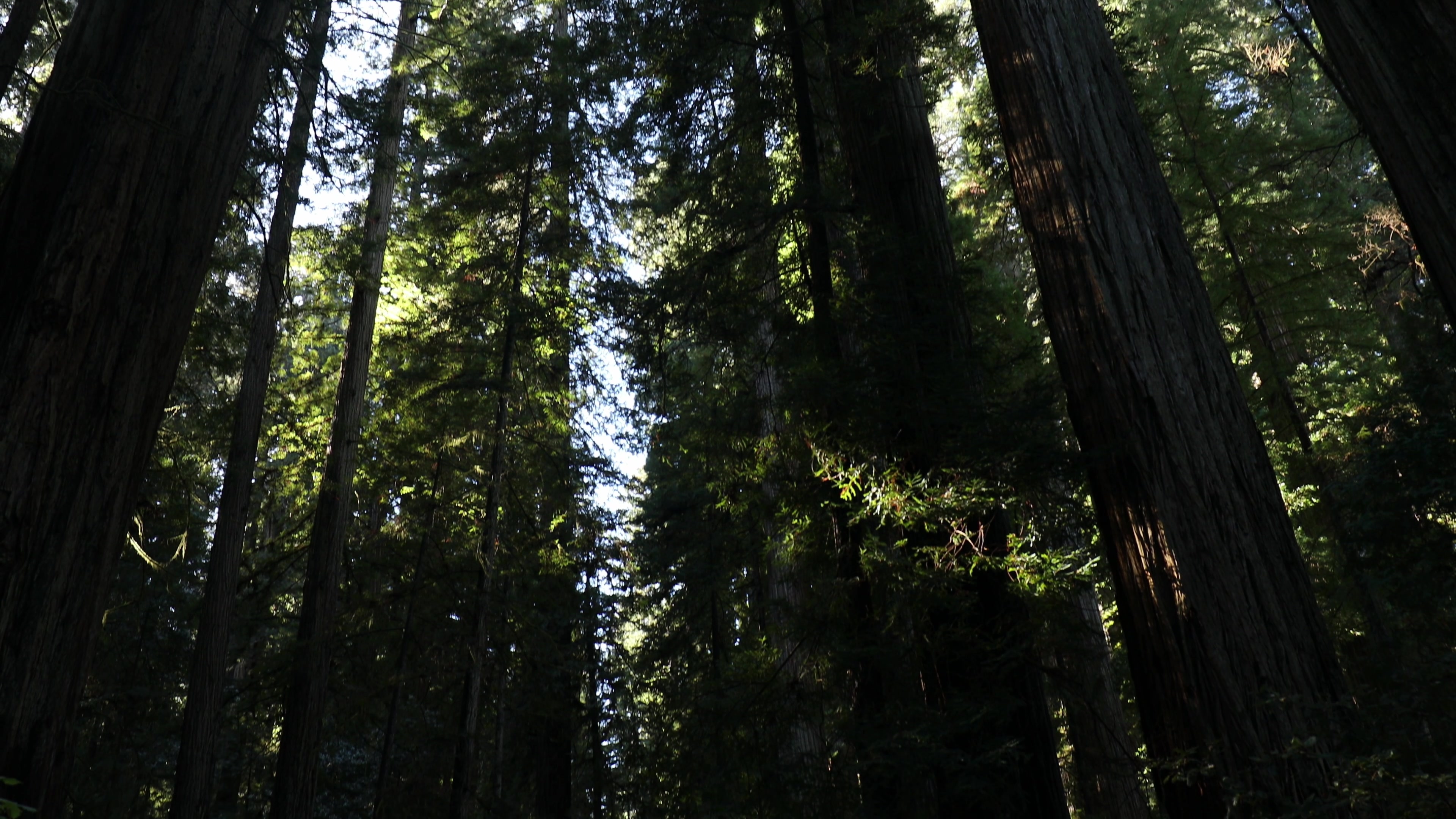 Photographing Giant Redwoods