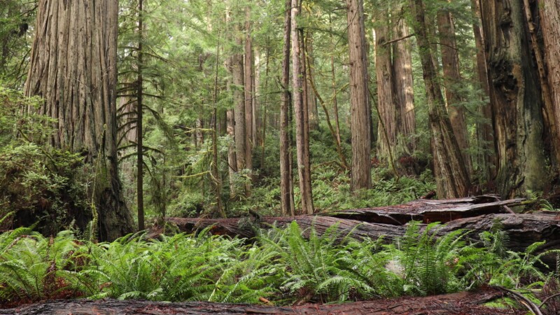 Redwoods — United States, Scenic, California, Redwoods, Trees
