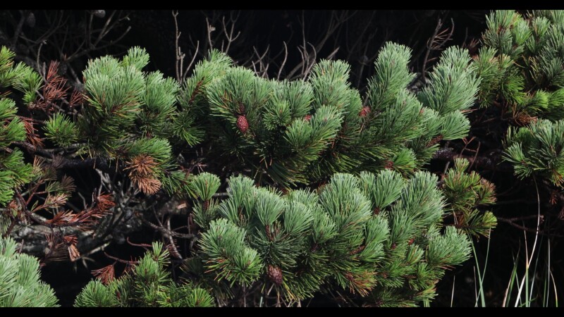 Closeup of Pine Tree — United States, Scenic, trees