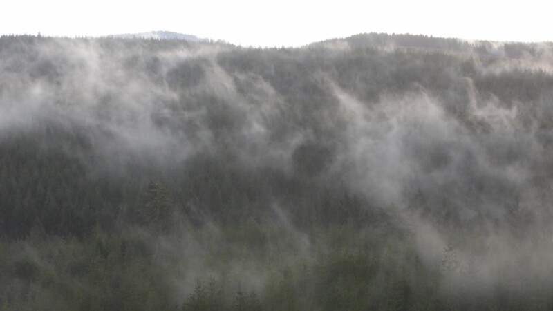 Rain in the Forest — United States, Scenic, Oregon