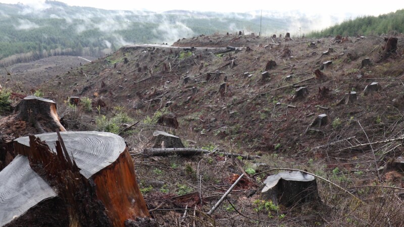 Clearcut Logging in Oregon — United States, Logging, Oregon
