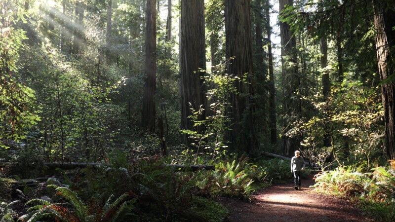 Here Comes the Sun — Man in the Redwoods welcomes the beams of sunlight breaking through the trees. — United States, Scenic, California, Redwoods, Trees