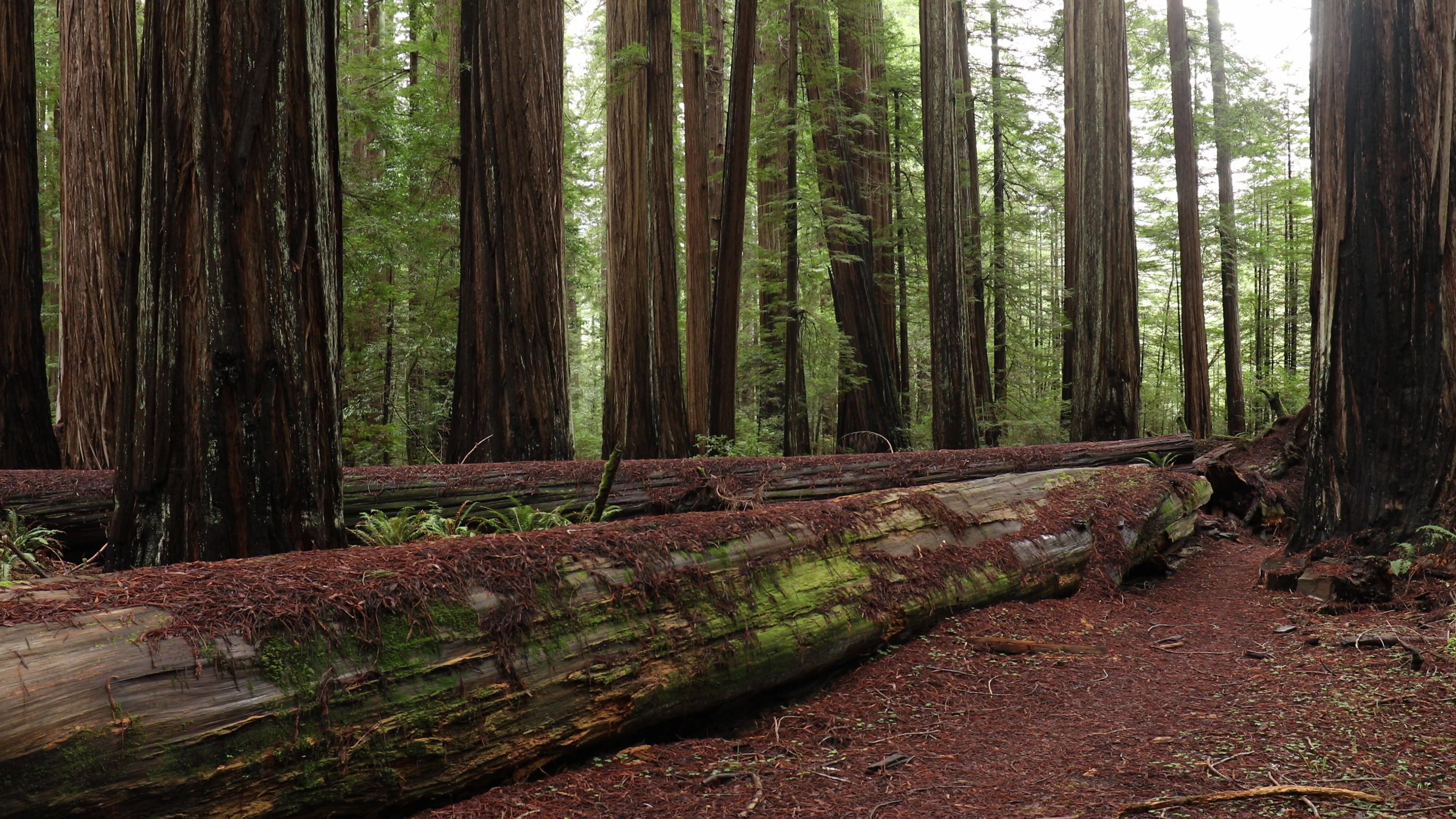 Fallen Giants in the Redwoods
