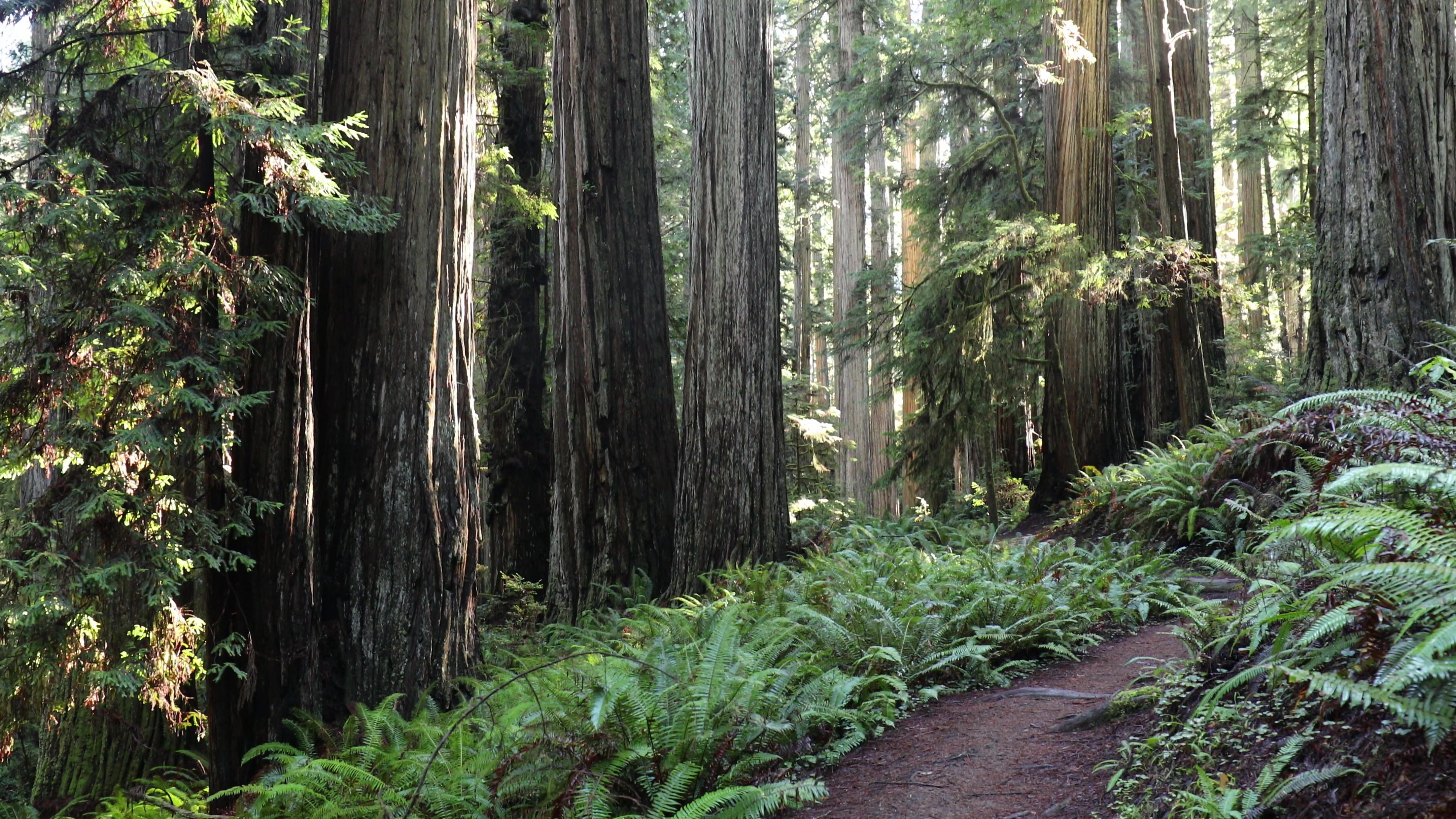 Redwoods