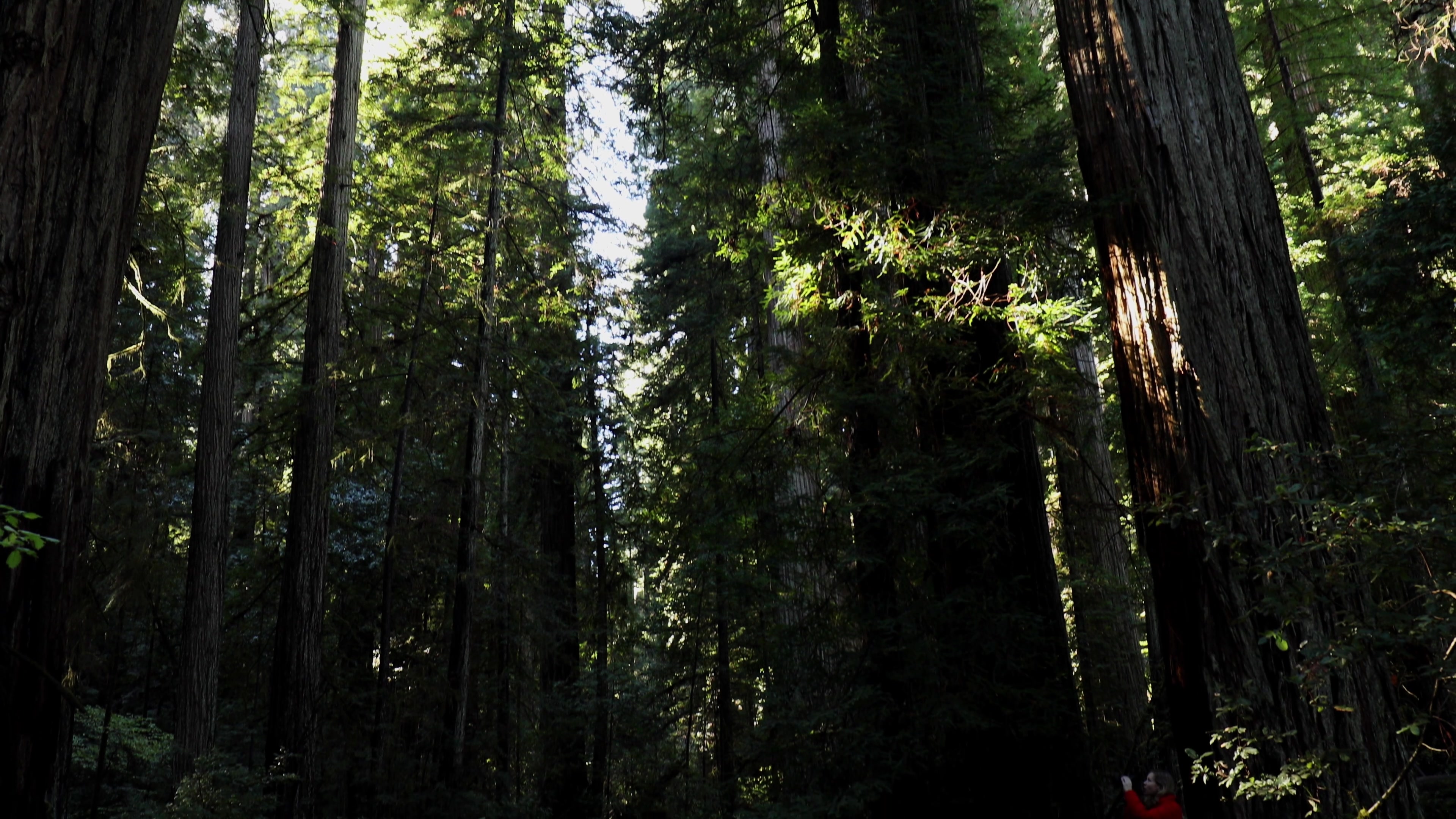 Photographing the Redwoods