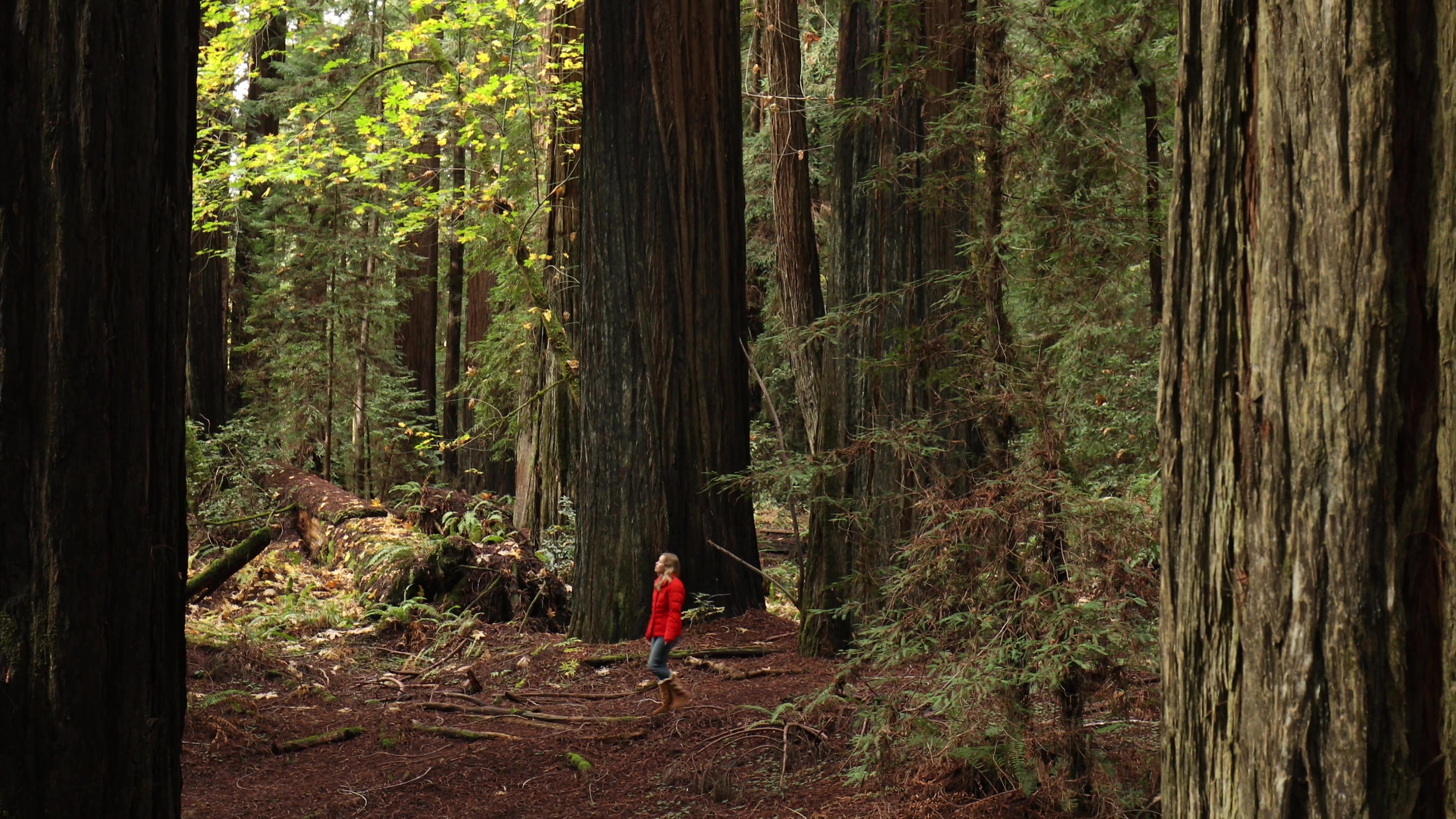 Walking through the Redwood Forest