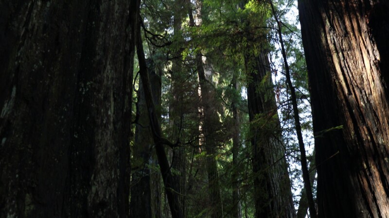 Photographing the Redwoods — United States, Scenic, California, Redwoods, Trees