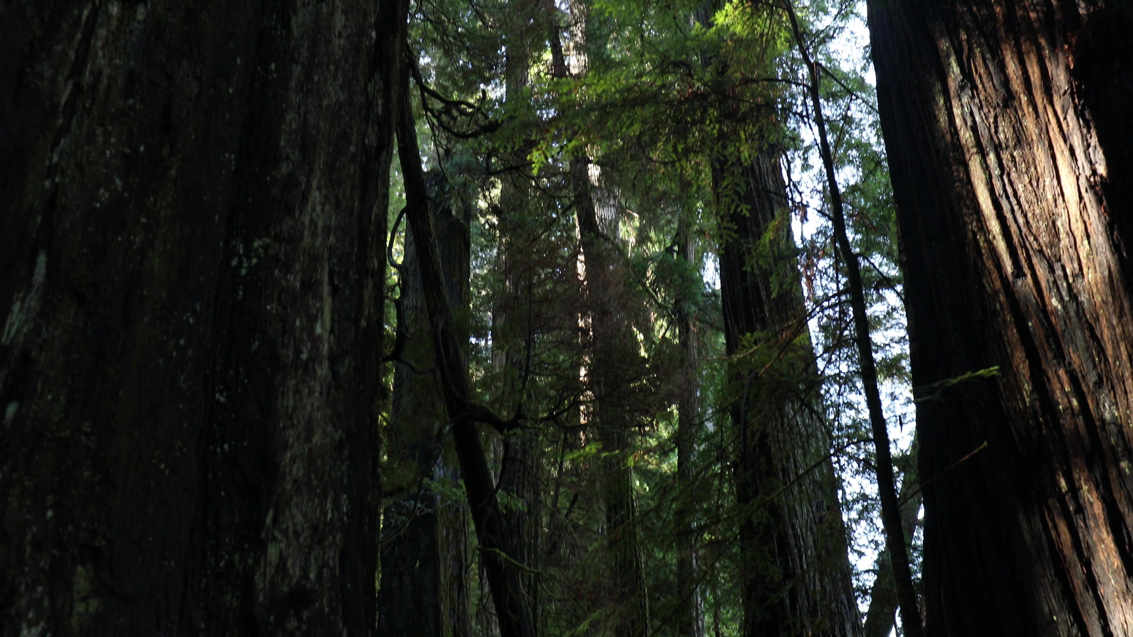 Photographing the Redwoods