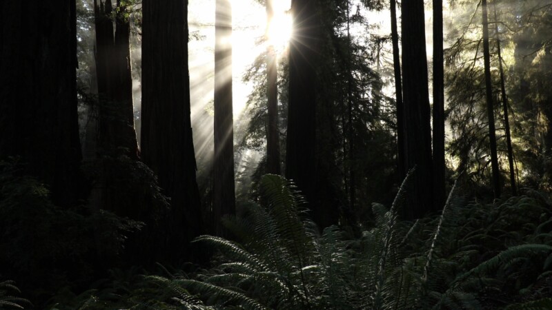 Sunbeams through the Redwoods — United States, Scenic, California, Redwoods, Trees