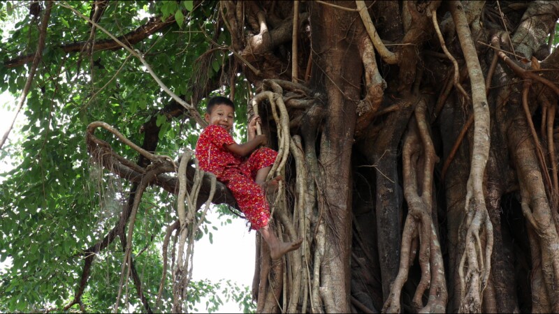 Up in a Tree — Boy in Myanmar climbs up a huge three by his home. — Myanmar, Burma, Burmese, Karen, tree