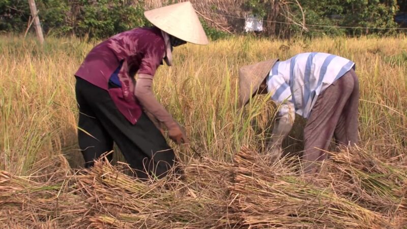 Rice Harvest in Vietnam