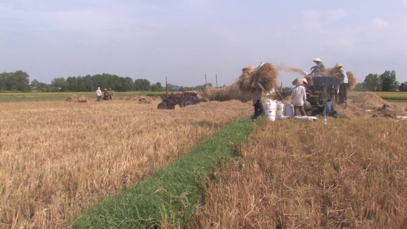 Rice Harvest in Vietnam