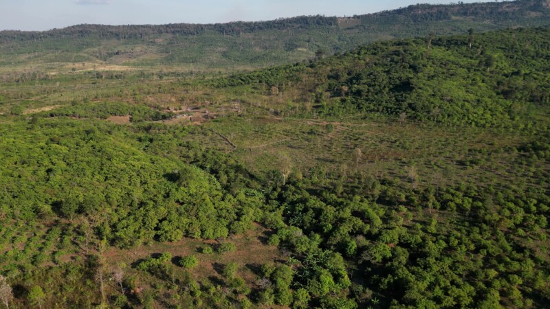 Cambodia Cashews — Drone flys over a cahsew plantation in CambodiaKeywords: Drone, Flyover, Cambodia, Cashew plantations, trees