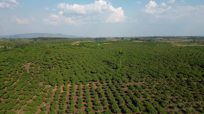 Cambodia Cashews — Drone flys over a cahsew plantation in CambodiaKeywords: Drone, Flyover, Cambodia, Cashew plantations, trees