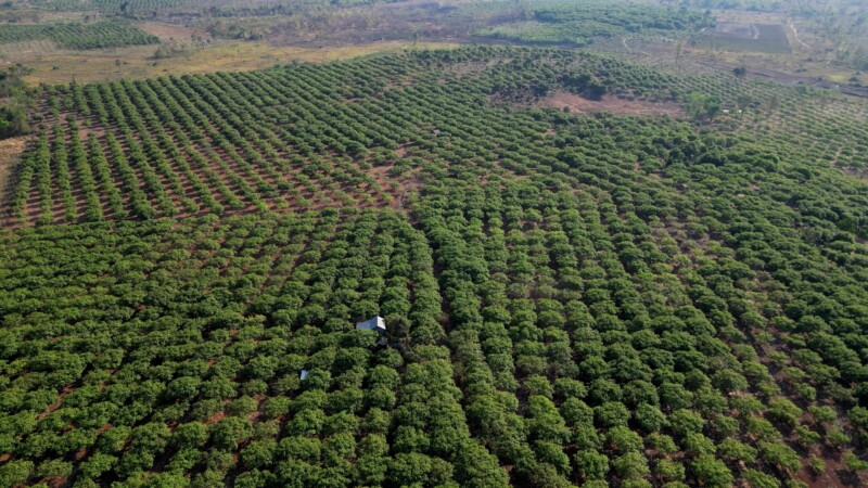 Cambodia Cashews — Drone flys over a cahsew plantation in CambodiaKeywords: Drone, Flyover, Cambodia, Cashew plantations, trees