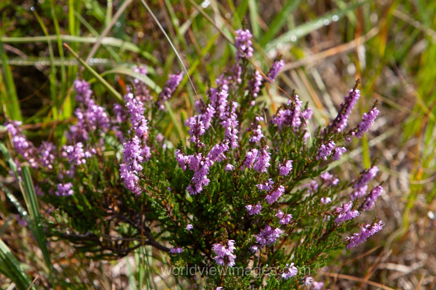 Heather in a mountainside in Norway