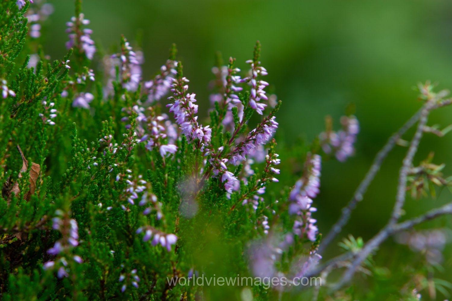 Heather in a mountainside in Norway