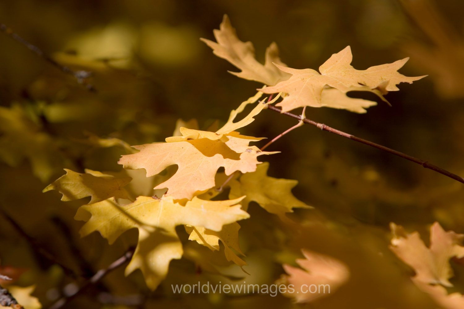 Fall Scenes of Beautiful Utah, USA