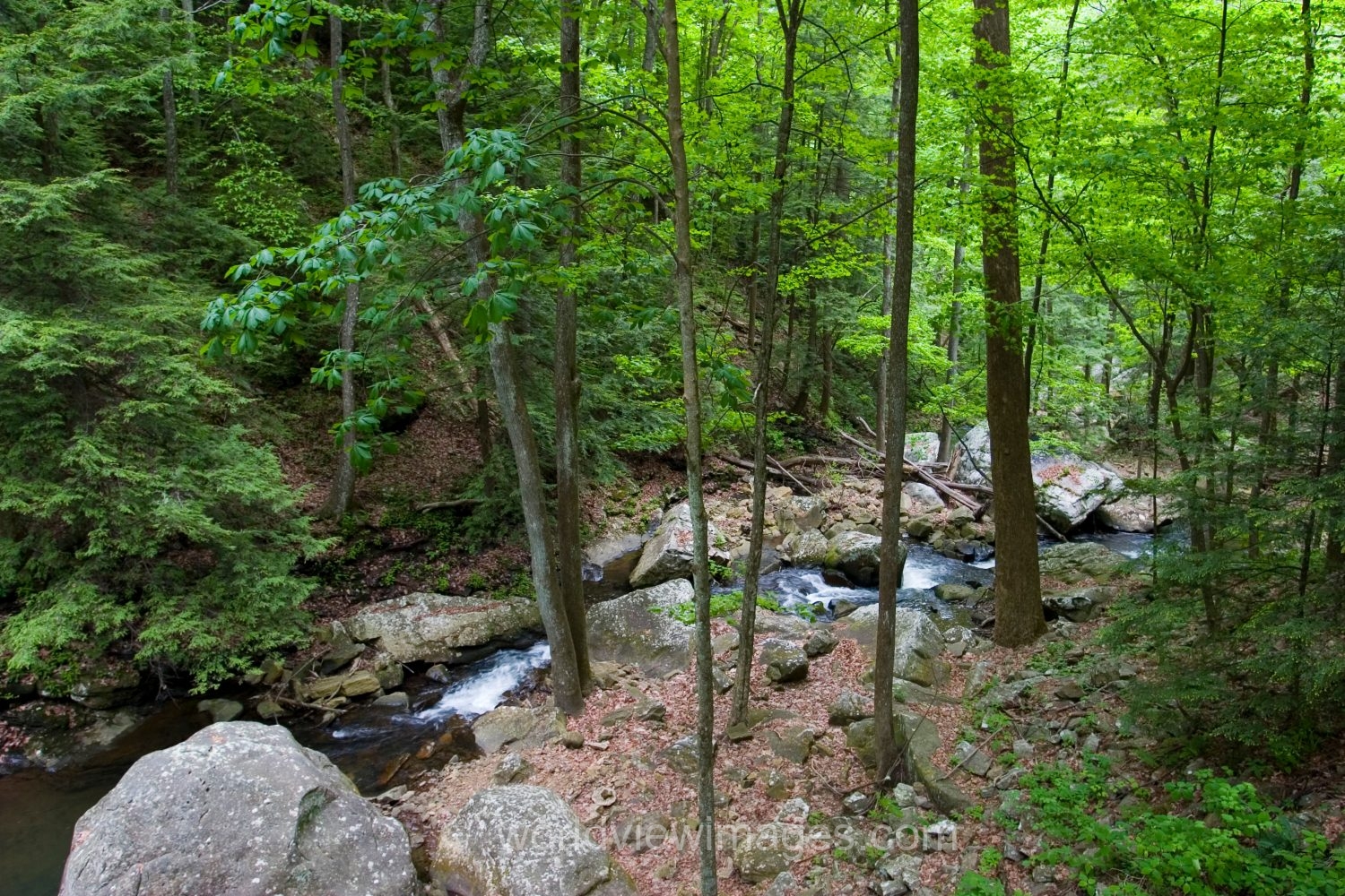 River Scene