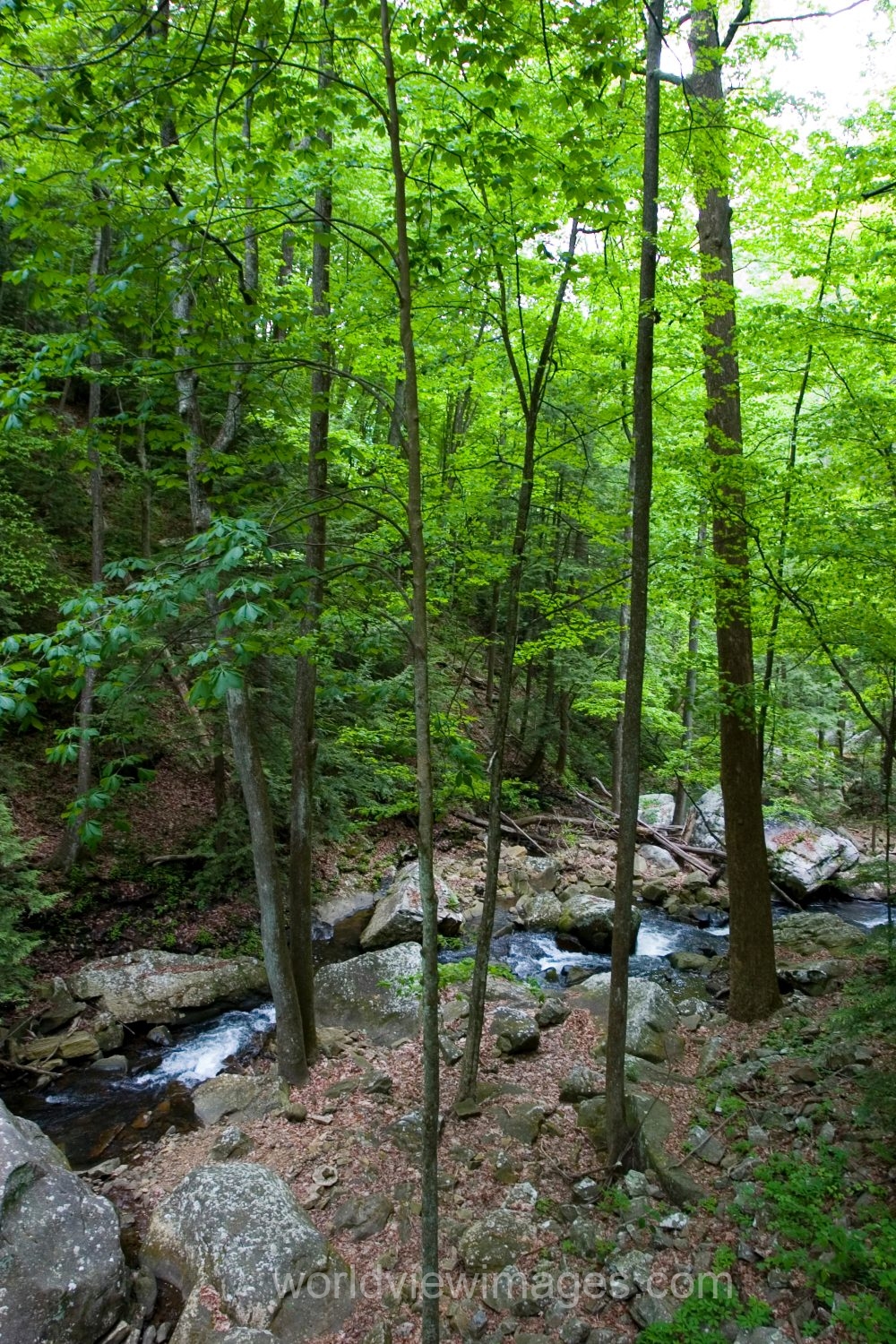 River Scene